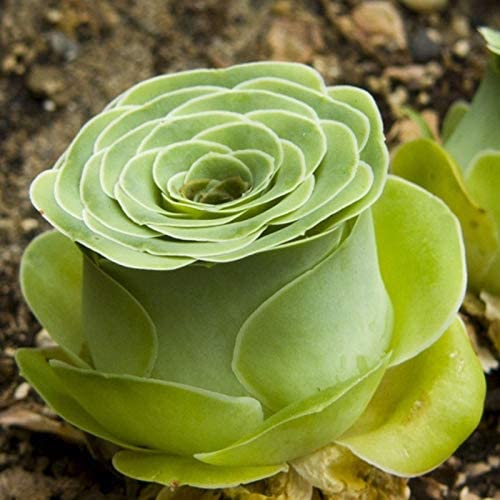 Real Live Succulent Cactus Plant : Greenovia 'FENGLING'