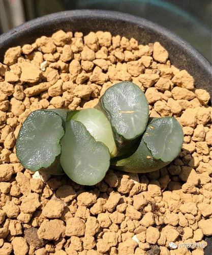 Real Live Succulent Cactus Plant :  Haworthia truncata Hakuji Lens