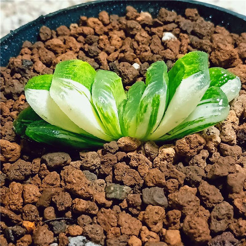 Real Live Succulent Cactus Plant : Haworthia Truncata f. variegata