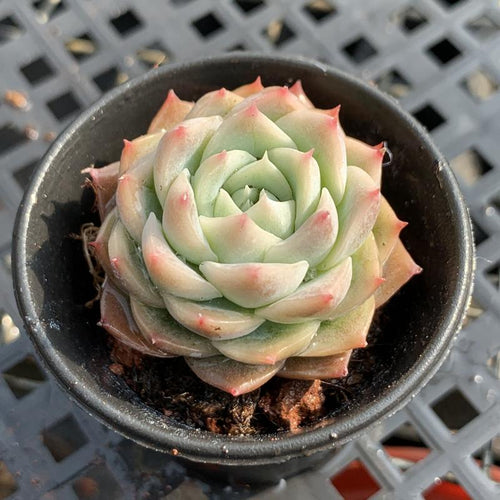 Real Live Succulent Cactus Plant : Echeveria Lonely Star