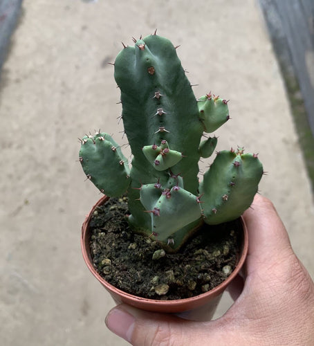 Real Live Succulent Cactus Plant : Euphorbia resinifera