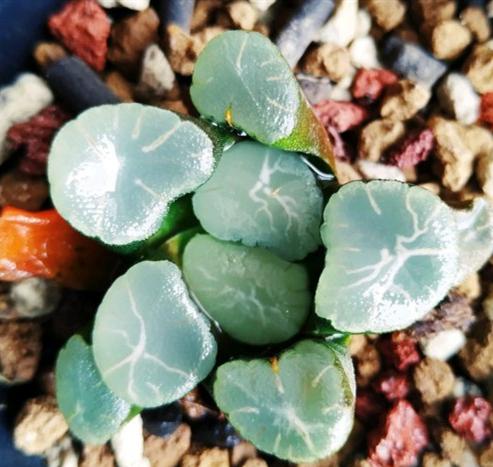 Real Live Succulent Cactus Plant : Haworthia maughanii 'Aurora'