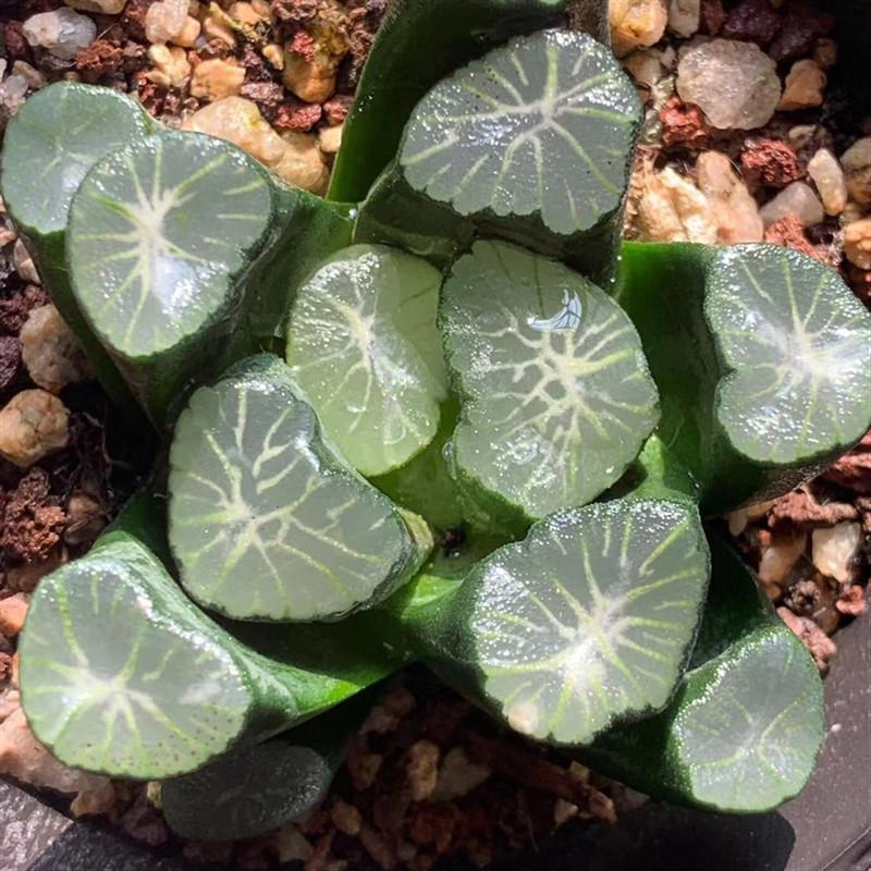 Real Live Succulent Cactus Plant :  Haworthia Maughanii INAZUMA