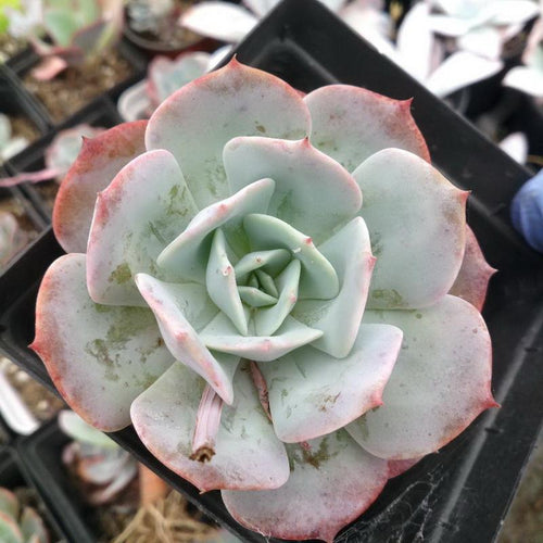 Real Live Succulent Cactus Plant :  Echeveria runyonii cv