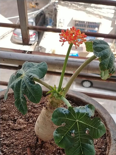 Real Live Succulent Cactus Plant : Jatropha podagrica Hook Bottle Euphorbia Buddha Belly