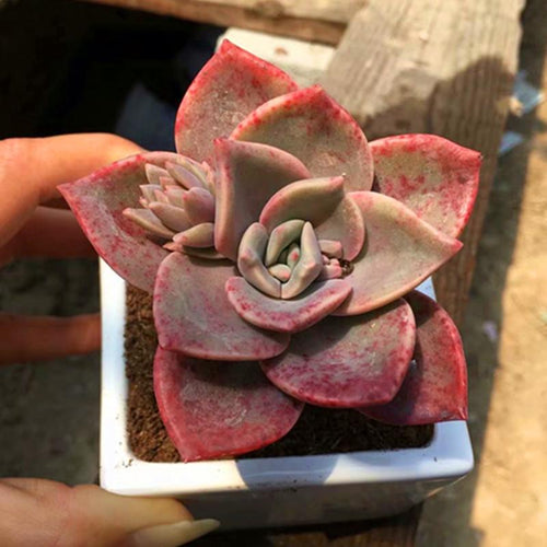 Real Live Succulent Cactus Plant : x Graptoveria Albert Baynes
