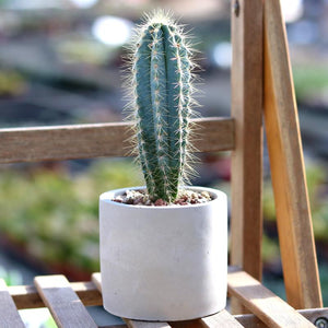 Real Live Succulent Cactus Plant :  Pilosocereus Pachycladus