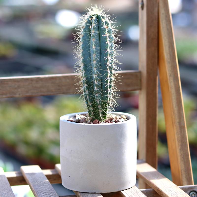 Real Live Succulent Cactus Plant :  Pilosocereus Pachycladus