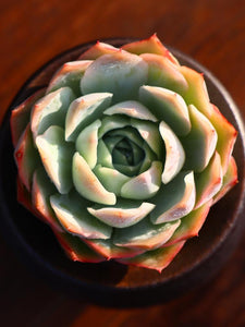 Real Live Succulent Cactus Plant : Echeveria Jeong-wol