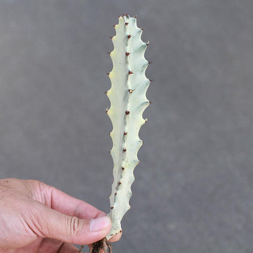 Real Live Succulent Cactus Plant :  Euphorbia Trigona
