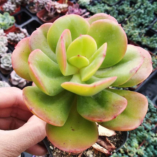 Real Live Succulent Cactus Plant :  Echeveria Multicalulis 'Ginmei Tennyo'