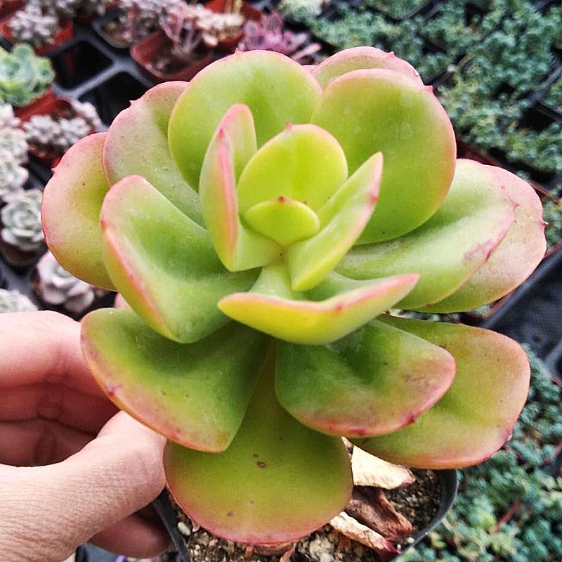 Real Live Succulent Cactus Plant :  Echeveria Multicalulis 'Ginmei Tennyo'