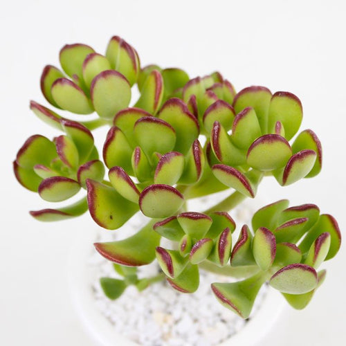 Real Live Succulent Cactus Plant : Sedum dendroideum
