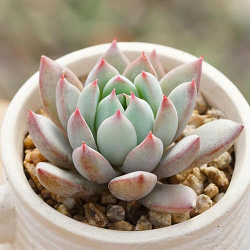 Real Live Succulent Cactus Plant : Echeveria Yeomiwol