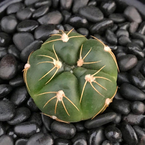 Real Live Succulent Cactus Plant :  Gymnocalycium buenekeri