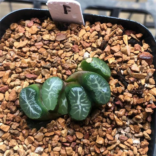 Real Live Succulent Cactus Plant :  Haworthia maughanii 'Taiho'