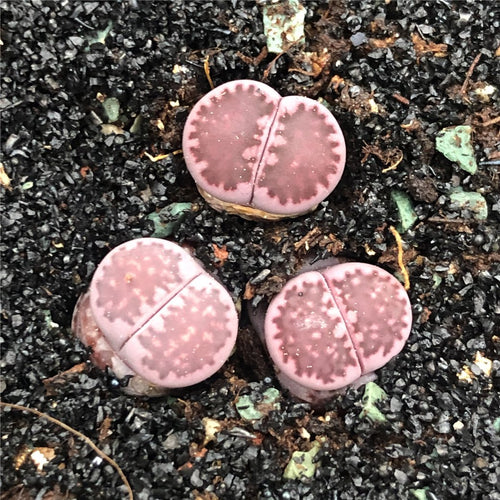 Real Live Succulent Lithops Cactus Pseudotruncatella Plant: 'ZILI'
