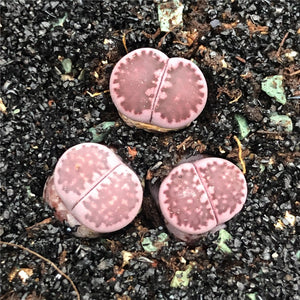 Real Live Succulent Lithops Cactus Pseudotruncatella Plant: 'ZILI'