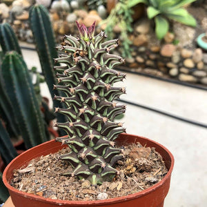 Real Live Succulent Cactus Plant :  Monadenium Guentheri
