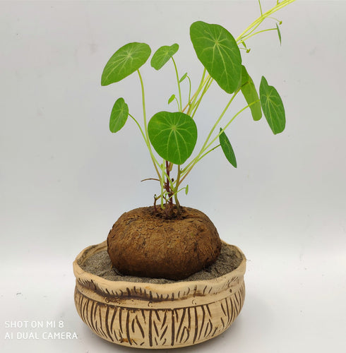 Real Live Succulent Cactus Plant : Stephania Erecta