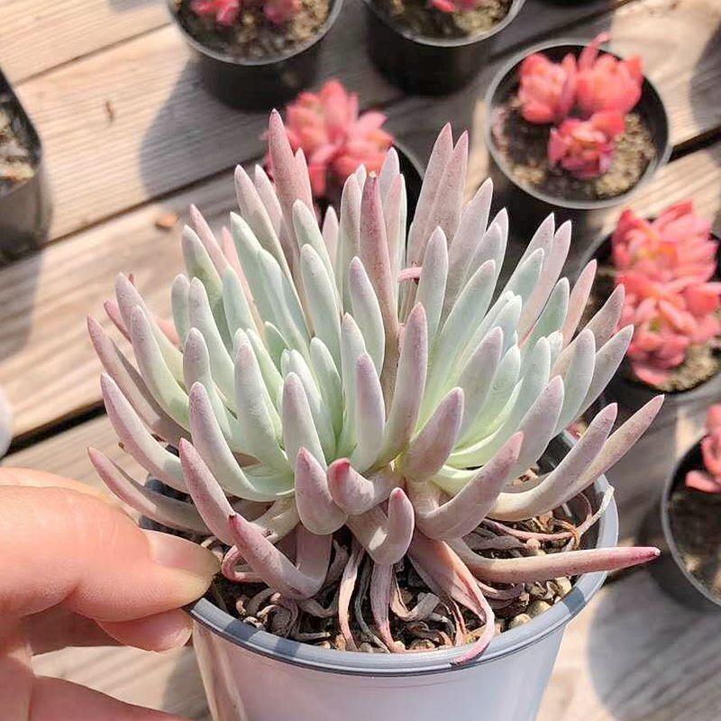 Real Live Succulent Cactus Plant :  Dudleya edulis