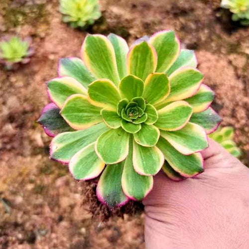 Real Live Succulent Cactus Plant : Aeonium 'Halloween' Variegata