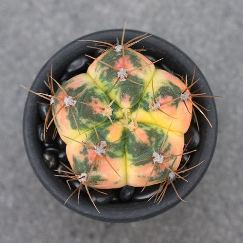 Real Live Succulent Cactus Plant :  Gymnocalycium denudatum var. Paraguayensis