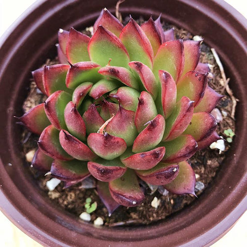 Real Live Succulent Cactus Plant : Echeveria agavoides Prolifera