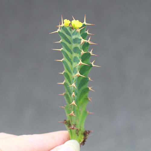 Real Live Succulent Cactus Plant :  Euphorbia virosa