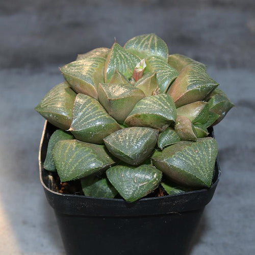 Real Live Succulent Cactus Plant :  Haworthia Magnifica var. Splendens