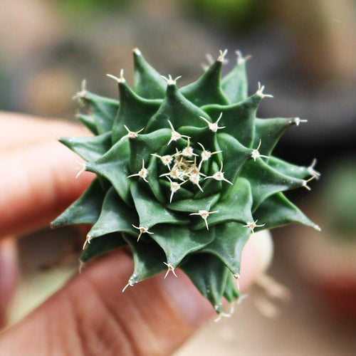 Real Live Succulent Cactus Plant :  Obregonia Denegrii