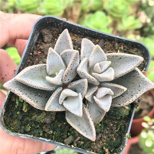 Real Live Succulent Cactus Plant : Lenophyllum guttatum