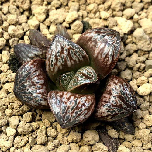 Real Live Succulent Cactus Plant : Haworthia Splendens Inca Rose