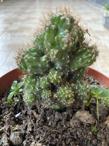 Real Live Succulent Cactus Plant :  Cereus SP.f.Monst