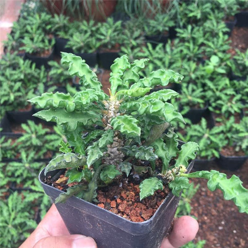 Real Live Succulent Cactus Plant :  Euphorbia decaryi