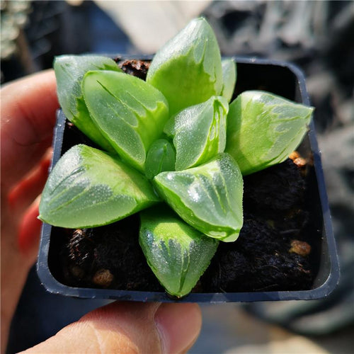 Real Live Succulent Cactus Plant : Haworthia Life of City