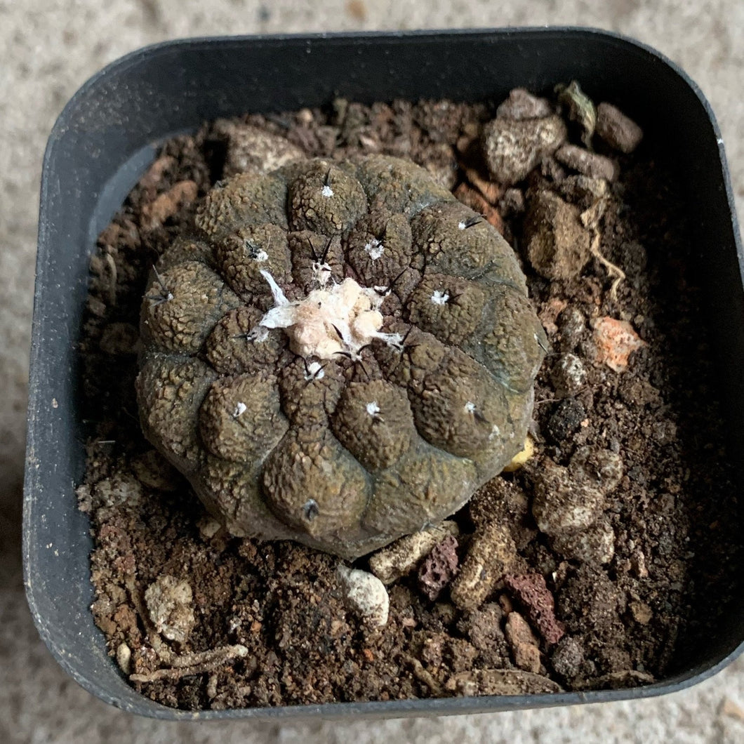 Real Live Succulent Cactus Plant :  Copiapoa hypogaea cv. Lizard Skin
