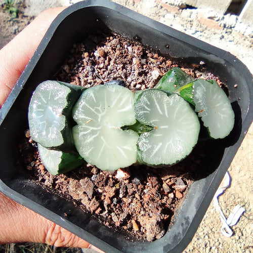 Real Live Succulent Cactus Plant :  Haworthia truncata Hakua