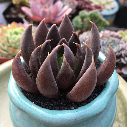 Real Live Succulent Cactus Plant :  Echeveria affinis cv. Black Knight