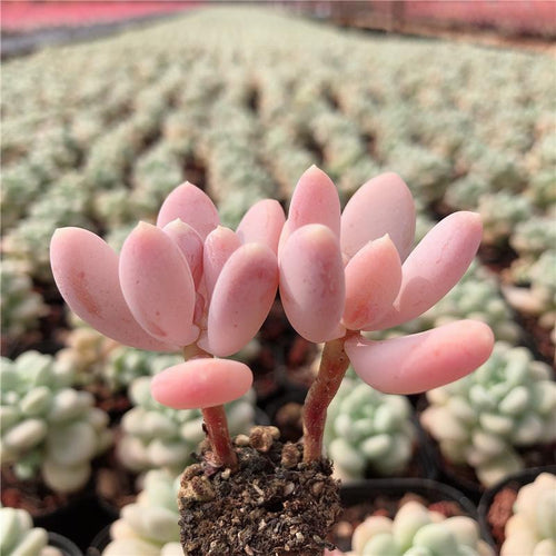 Real Live Succulent Cactus Plant : Pachyphytum Glutinicaule Moran