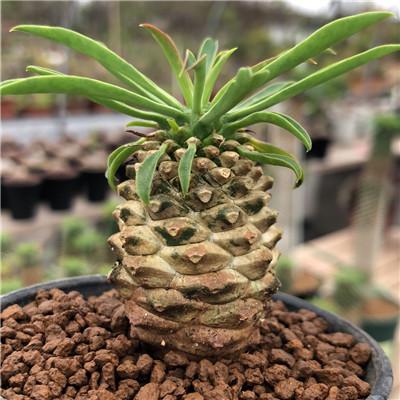 Real Live Succulent Cactus Plant :  Euphorbia Bupleurifolia 'Pine Cone Plant'