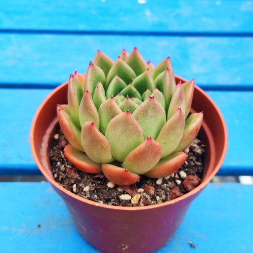 Real Live Succulent Cactus Plant : Echeveria 'nanacan'