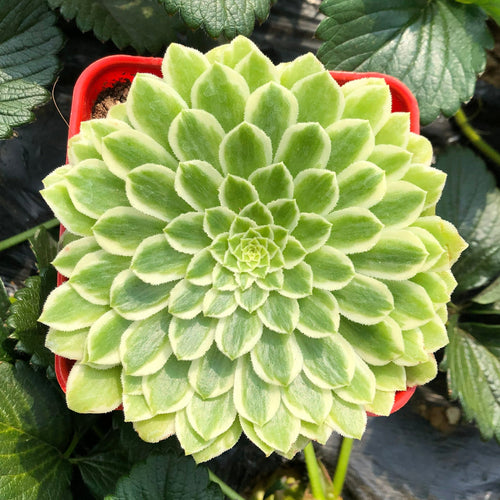 Real Live Succulent Cactus Plant : Aeonium Emerald Ice