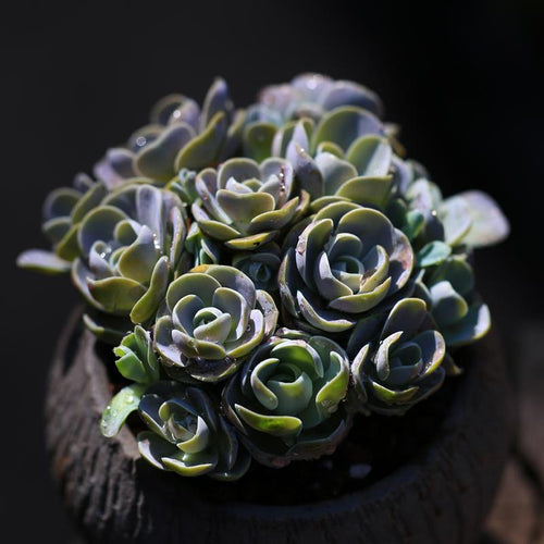 Real Live Succulent Cactus Plant :  Orostachys boehmeri (Makino) Hara
