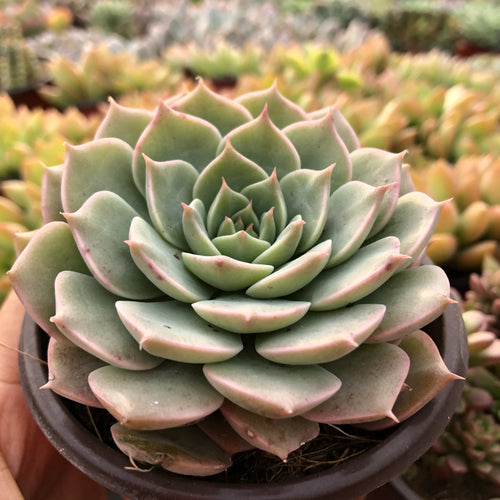 Real Live Succulent Cactus Plant : Echeveria Margaret Martin