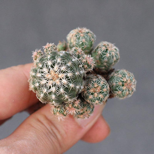 Real Live Succulent Cactus Plant :  Gymnocalycium bruchii