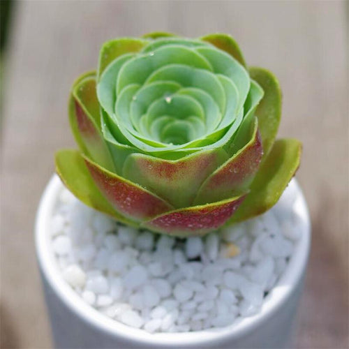Real Live Succulent Cactus Plant : Greenovia 'Blood cherry'
