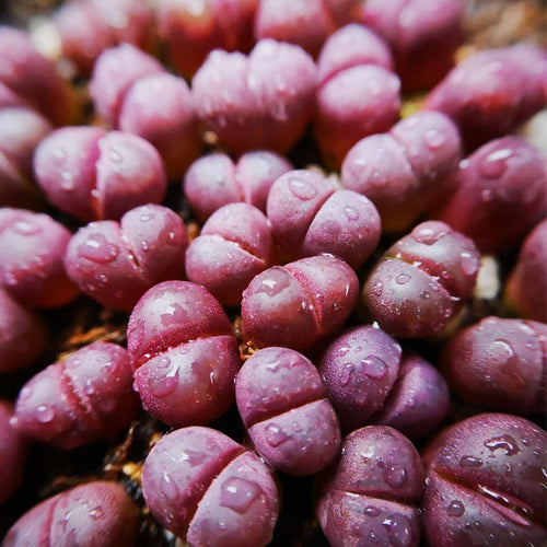 Real Live Succulent Lithops Pseudotruncatella Plant : Optica Rubra