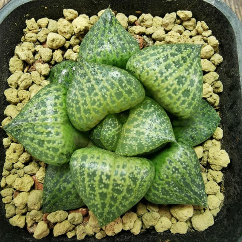 Real Live Succulent Cactus Plant : Haworthia Comptoniana White Whale