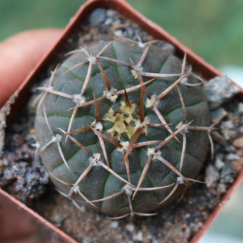Real Live Succulent Cactus Plant :  Gymnocalycium riojense